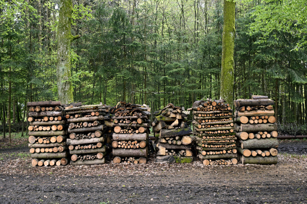 Baumstämme im Wald